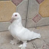 ارکح