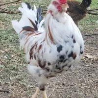 خروس گلین اصیل