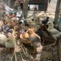 مرغ کرچ گلین اصل با16تا جوجه 25روزه