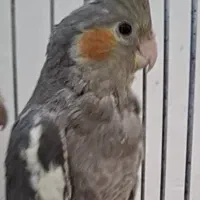 ۸ عدد عروس هلندی|پرنده|یزد, |دیوار