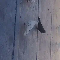 کبوتر پشت دار باخت رفته|پرنده|کرج, خرمدشت|دیوار