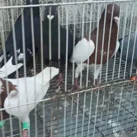 صید|پرنده|مشهد, کوی المهدی|دیوار