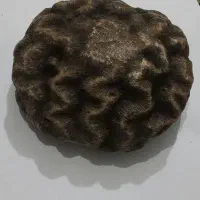 سنگ فسیل مغز