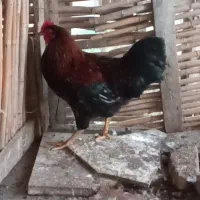 خروس‌‌محلی