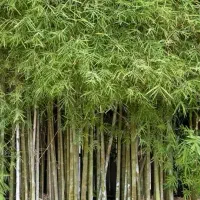 فروش خیزران