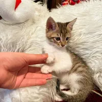 واگذاری گربه نر سالم و سرحال|گربه|کرمانشاه, |دیوار