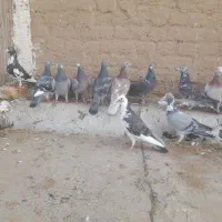 ۱۲ عدد المانی