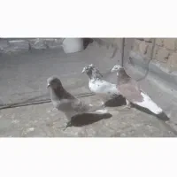 پنج عدد کبوتر