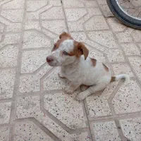 سگ پاکوتاه واگذار میشه|سگ|مشهد, پنجتن|دیوار