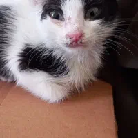 واگذاری گربه|گربه|کرج, شهرک فهمیده|دیوار