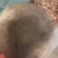 سکه قدیمی.مظفردین شاه