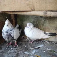 گمشده جوجه داره تورو خدا خبر بدین