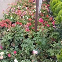 فروش زمین گردشگری سپیدان