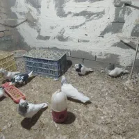 فروش کلی کفتر