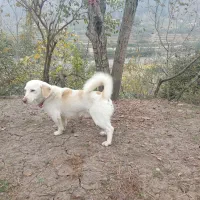 سگ پا کوتاه|سگ|تالش, هشتپر|دیوار