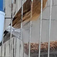 سهره قناری ۲ساله مست مست|پرنده|تهران, افسریه جنوبی|دیوار