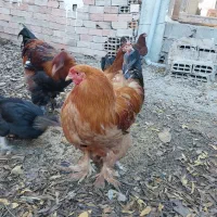 فروش چهار عدد مرغ وخروس برهما سالم ۹ماهه