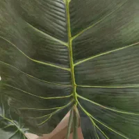 درختچه بابا آدم|گل مصنوعی|زنجان, |دیوار