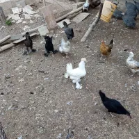 مرغ و خروس گیلین مرغها تخمگذار