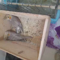 پدر آلبیونو ومادر لوتیتو با دوجوجه دانه خور|پرنده|رشت, دیانتی|دیوار