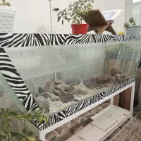 اکواریووم بزرگ 10 میل مخصوص ماهی سایز بزرگ|ماهی|زارچ, |دیوار