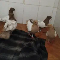 کبوتر کفتر|پرنده|نیشابور, کوی یغما|دیوار