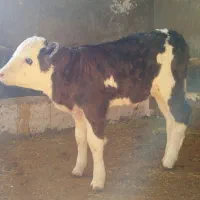 گوساله گاو سمینتال|حیوانات مزرعه|نظر کهریزی, |دیوار