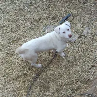 فندی پاکوتاه