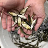 بچه ماهی کپور