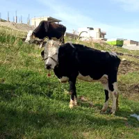 گاو و گوساله