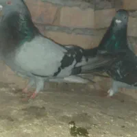 کبوتر کفتر|پرنده|بستان آباد, |دیوار