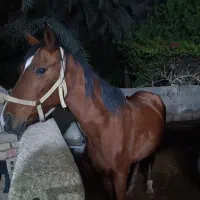 فروش اسب|اسب و تجهیزات اسب‌سواری|شوشتر, |دیوار