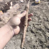 گیاه انغوزه|خدمات باغبانی و درختکاری|تربت‌حیدریه, حیدرآباد|دیوار