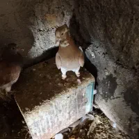 کفتر دم‌سفید