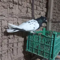 پرنده کله ای ماده|پرنده|اندیمشک, |دیوار