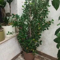 گل مرجان