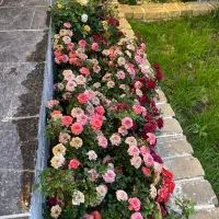 ۲۱۰مترزمین *ویلا /سهیلیه/زعفرانیه /قاسم گرجی|فروش خانه و ویلا|کرج, فاز ۳ مهرشهر|دیوار