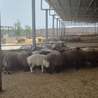 بره، میش، بز، شتر و گوسفند فروشی
