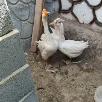 تخم نطفه دار قوغاز|پرنده|یزد, |دیوار