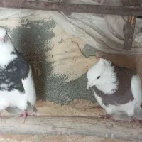 چند عدد کبوتر طوقی خوب برای فروش|پرنده|موگوئی, |دیوار