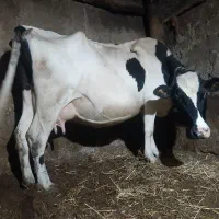 گاو شیری با بچه ماده ۶ ماهه