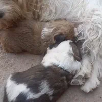 واگذاری شیتزو