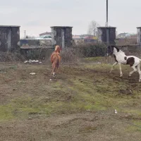 اسب گمشده|حیوانات|بندر انزلی, مسکن مهر|دیوار