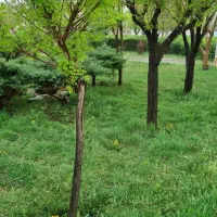 زمین-باغچه-نظرآباد-کوچیک