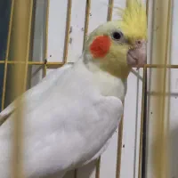 عروس هلندی نر و یک جفت فنچ
