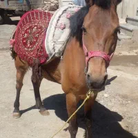 اسب|حیوانات مزرعه|ملایر, |دیوار