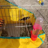 سیره دو رگه|پرنده|سنندج, |دیوار