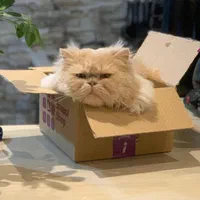 گربه نر بالغ اماده جفتگیری(پرشین)