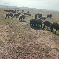 گوسفند و بره