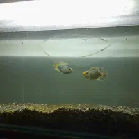 ماهی پرد|ماهی|رباط‌کریم, رباط‌کریم|دیوار